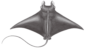 Mobula tarapacana (褐背蝠鱝)
