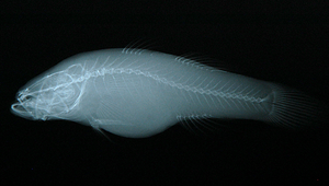 Eleotris melanosoma (黑體塘鱧)縮圖