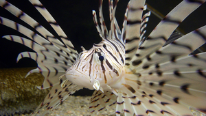 Pterois lunulata (環紋簑鮋)