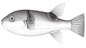 Takifugu ocellatus (弓斑多紀魨)縮圖
