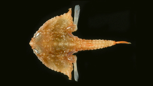 Malthopsis mitrigera (鈎棘海蝠魚)