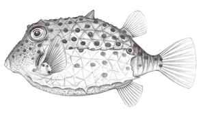 Kentrocapros aculeatus (棘箱魨)縮圖