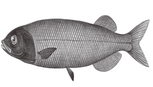 Alepocephalus bicolor (雙色黑頭魚)