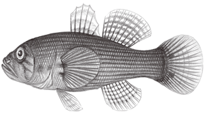 Eleotris acanthopoma (刺蓋塘鱧)