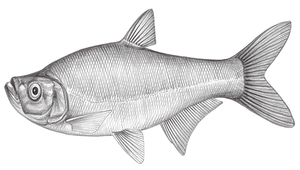Culter alburnus (翹嘴鮊)縮圖