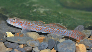 Rhinogobius rubromaculatus (短吻紅斑吻鰕虎)縮圖