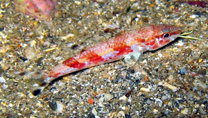Upeneus vittatus (多帶緋鯉)縮圖