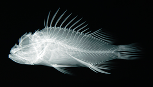 Scorpaenopsis venosa (枕脊擬鮋)