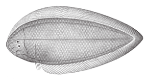 Cynoglossus joyneri (焦氏舌鰨)縮圖