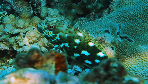 Cirrhitus pinnulatus (翼)縮圖