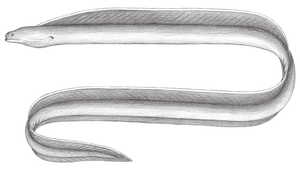 Pseudechidna brummeri (布氏擬蝮鯙)縮圖