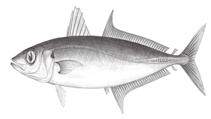 Decapterus macarellus (頜圓鰺)-資源代表圖