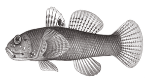 Bathygobius cotticeps (闊頭深鰕虎)縮圖