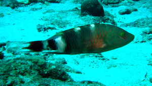 Cheilinus trilobatus (三葉唇魚)縮圖
