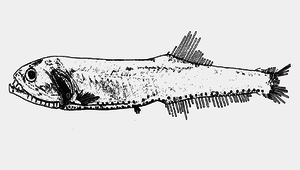 Gonostoma atlanticum (大西洋鑽光魚)縮圖