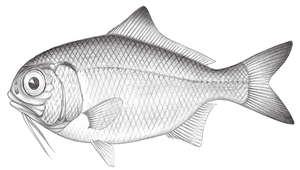 Polymixia japonica (日本鬚銀眼鯛)縮圖