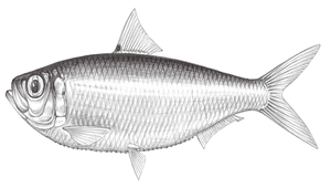 Sardinella sindensis (中國小沙丁魚)-資源代表圖
