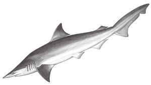 Scoliodon laticaudus (寬尾斜齒鯊)縮圖