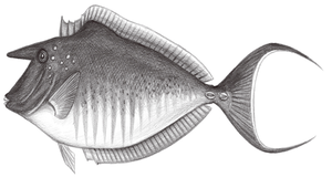 Naso brachycentron (粗棘鼻魚)縮圖