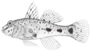 Fusigobius longispinus (長棘紡錘鰕虎)縮圖