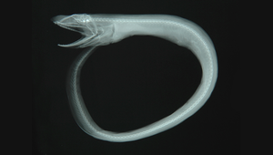 Synaphobranchus kaupii (高氏合鰓鰻)-資源代表圖