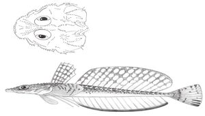 Hoplichthys regani (雷根氏針鯒)縮圖