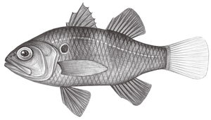 Apogonichthyoides nigripinnis (黑鰭似天竺鯛)縮圖