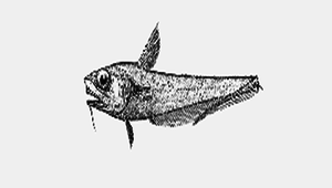 Ventrifossa divergens (歧異凹腹鱈)縮圖