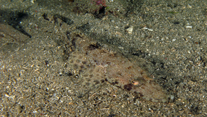 Inegocia ochiaii (落合氏眼眶牛尾魚)縮圖
