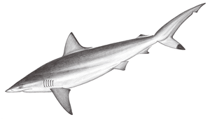 Carcharhinus sorrah (沙拉真鯊)縮圖