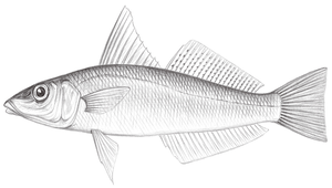 Sillago sihama (多鱗沙鮻)縮圖