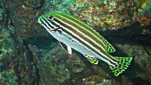 Plectorhinchus lessonii (雷氏胡椒鯛)縮圖