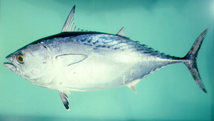 Euthynnus affinis (巴鰹)