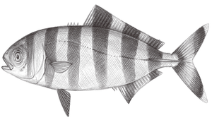 Naucrates ductor (黑帶鰺)縮圖