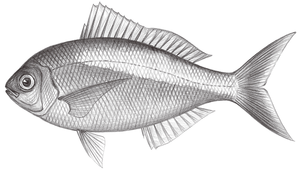 Paracaesio xanthura (黃擬烏尾鮗)-資源代表圖