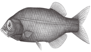 Talismania antillarum (安的列斯塔氏魚)縮圖