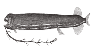 Leptostomias multifilis (多紋纖巨口魚)-資源代表圖