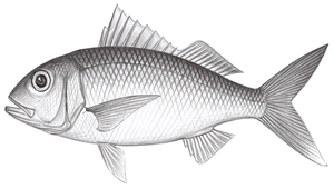Etelis carbunculus (濱鯛)縮圖