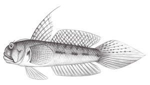 Oxyurichthys ophthalmonema (眼瓣溝鰕虎)縮圖