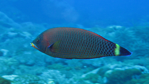 Pseudodax moluccanus (摩鹿加擬岩鱚)縮圖