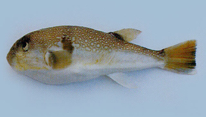 Takifugu vermicularis (蟲紋多紀魨)縮圖