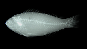 Scarus fuscocaudalis (灰尾鸚哥魚)