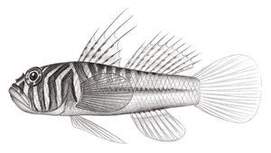 Priolepis semidoliata (半紋鋸鱗鰕虎)縮圖