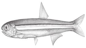 Encrasicholina punctifer (銀灰半稜鯷)縮圖