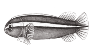 Discotrema crinophilum (盤孔喉盤魚)縮圖