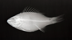 Lutjanus ophuysenii (奧氏笛鯛)縮圖