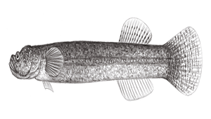 Luciogobius guttatus (斑點竿鰕虎)-資源代表圖