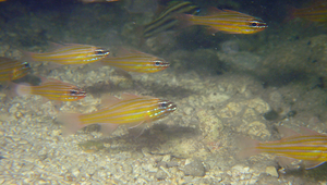 Ostorhinchus properuptus (黃帶鸚天竺鯛)縮圖