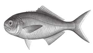 Hyperoglyphe japonica (日本櫛鯧)縮圖