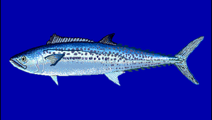 Scomberomorus niphonius (日本馬加鰆)縮圖